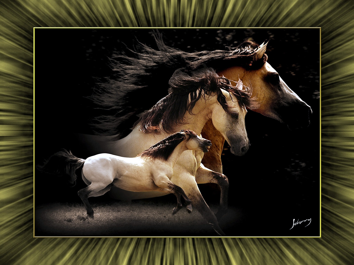 Johnny - Horse<a style='float:right;color:#ccc' href='https://www3.al.sp.gov.br/repositorio/noticia/01-2009/johnny Horse.jpg' target=_blank><i class='bi bi-zoom-in'></i> Clique para ver a imagem </a>